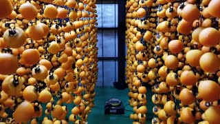 Wonderful Persimmon Farm Harvesting production  Kaki Fruit [upl. by Turino]