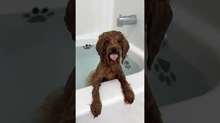 it’s bath time puppy bath asmr shorts funny dog [upl. by Gavin]