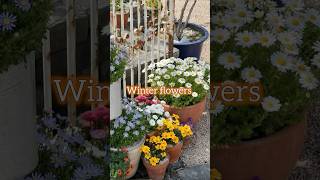 5 best winter flowering plants wintergardening wintergarden floweringplants [upl. by Morra]