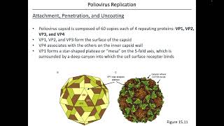 Virology Chapter 15 Part 2 [upl. by Notlaw49]