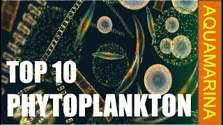 Different types of Phytoplankton [upl. by Leake]