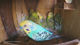 Baby Parakeets Sounds Inside Nest Box  Five Green Budgie Chicks [upl. by Nolat320]