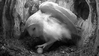 Barn Owl Bachelor Finally Starts a Family  Orion amp Poppy  Robert E Fuller [upl. by Ruford602]