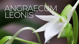 Angraecum leonis Madagascar and Comoros Island forms  Orchid Species Spotlight ORCHID CARE [upl. by Wolsniw261]