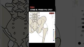 해부학 다리 근육 정리  대둔근 중둔근 소둔근 [upl. by Tierza]