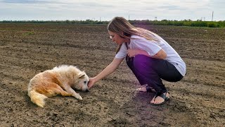 Senior Dog Tries to Find his Way Home After Being Abandoned Until He Got Exhausted [upl. by Ahseia853]