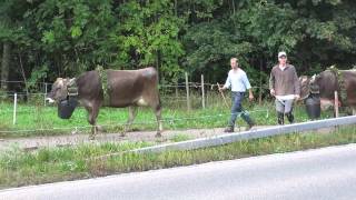 Schweizer Kühe ziehen zur Schau Betrieb Abächerli [upl. by Brnaby614]