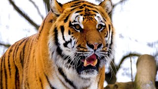 Tigers growling and roaring 😾 8 hours of tiger sound effects [upl. by Aneert]