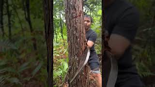 Cut down trees shorts bamboo woodtools survival carpentry outdoors woodwork [upl. by Ilek]