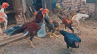 Aseel chickens stock [upl. by Ateuqirne]