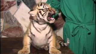 So süßso cute  Neues von den Tigerbabys Baby Tigers Tierpark Hamm [upl. by Rasia989]