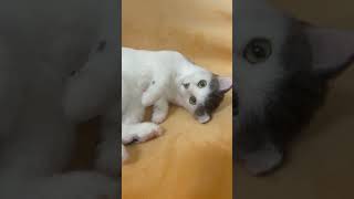 사랑스러운 고양이 눈빛😍💕니들펠트 cat양모펠트 입니당 [upl. by Gauntlett]