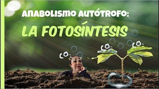 Anabolismo autótrofo LA FOTOSÍNTESIS  2º de Bachiller BioESOsfera [upl. by Joon]