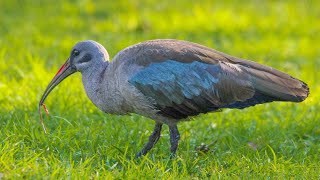 How Hadeda ibises detect submerged prey using remote touch [upl. by Cherida642]