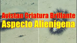 Avistan Criatura Brillante de Aspecto Alienígena en el Fondo Marino [upl. by Ennoved]