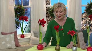 Cottage Farms WaxDipped Amaryllis Bulb on QVC [upl. by Hollah]