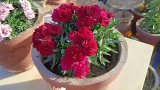 Carnation plant full care update ll how to grow carnation plant with and get more flower with update [upl. by Dammahom]