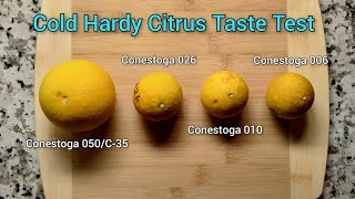 Cold Hardy Citrus Taste Test 🍊❄️ C35 Citrange Conestoga 026 010 006 [upl. by Erdnassac365]