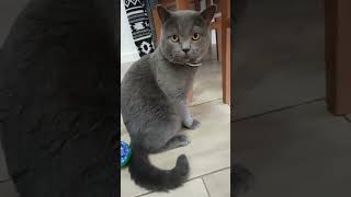 WIELKA KUWETA 💩💩💩💩 cat pets catlover memes shortvideo funny [upl. by Aromat]