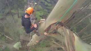 70 Metre Mountain Ash Removal [upl. by Aisatna]