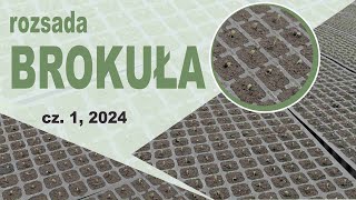 Rozsada brokuła 2024 cz 1 🥦🥦 [upl. by Leahcimauhsoj]