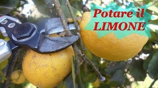 POTARE IL LIMONE [upl. by Odie]