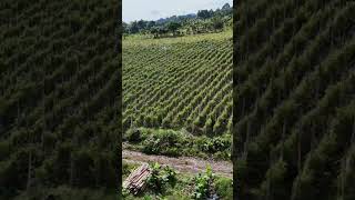 Province life shortvideo travel adventure davaocity dji [upl. by Dorr]