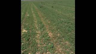 Herding Turkeys on Horse Back  Understanding driveline amp Herds  Rick Gore Horsemanship [upl. by Aible]