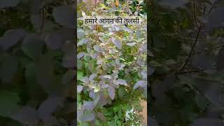 Hamre agaan ki tulsitulsi tulsivivah tulsivivahgeet trending [upl. by Ibloc]