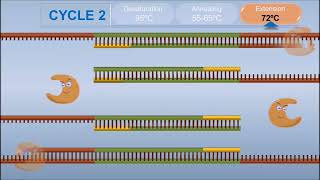 Polymerase Chain Reaction PCR [upl. by Lustick]