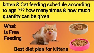 kitten eating schedule  3 month kitten feeding schedule  cat feeding time schedule  eating guide [upl. by Chalmer]