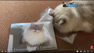 Ragdoll Cat Calendar 2023 THE CUTEST CALENDAR EVER 📆⭐ [upl. by Trautman]