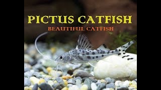 Pictus CatFish  A Non Aggressive CatFish [upl. by Chin]