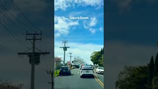 Sakura 🌸 street Greenlane East Auckland New Zealand 新西兰奧克蘭櫻花街 [upl. by Lionel]