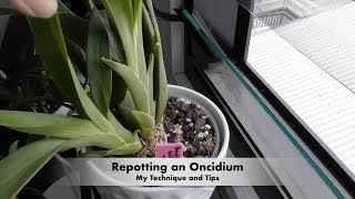 How I Repot Oncidiums [upl. by Atekehs]