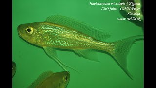 Haplotaxodon microlepis Kigoma [upl. by Maggie]