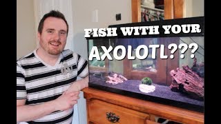 CAN YOU KEEP FISH WITH YOUR AXOLOTL [upl. by Irish]