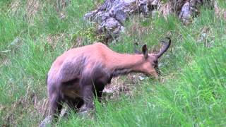 Pfeifende und stampfende Gams in den Ammergauer Alpen [upl. by Pellikka785]