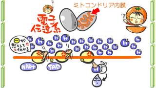 生物１章８話「ＡＴＰを作る呼吸」ｂｙWEB玉塾 [upl. by Karb]