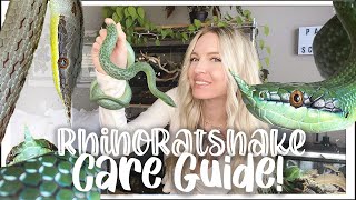 Rhino Ratsnake CARE GUIDE  Enclosure Setup [upl. by Redwine765]