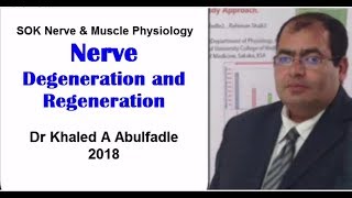 Nerve degeneration and regeneration 92018 by Dr Khaled A Abulfadle [upl. by Debbi554]