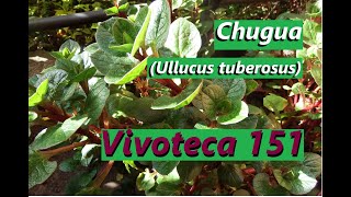 Vivoteca 151 Chugua Ullucus tuberosus cultivada en maceta Edición especial [upl. by Farrah]