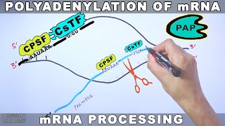 Polyadenylation of mRNA [upl. by Stillmann465]