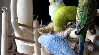 Parakeets playtime  Parkieten Speelkwartier [upl. by Sarid150]