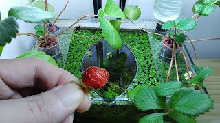 Ep10 Strawberry Betta Tank It Smells So Good No filter No CO2 NO ferts Nano Tank [upl. by Ursas]