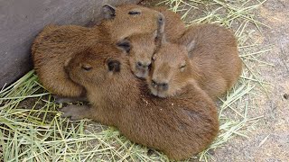 Capybara baby Cuteness Overload 😍 Izu Animal Kingdom in Japan [upl. by Annaeoj339]