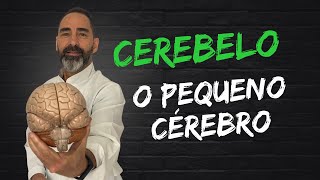 Porque o cerebelo é chamado de Pequeno Cérebro [upl. by Fabrice671]