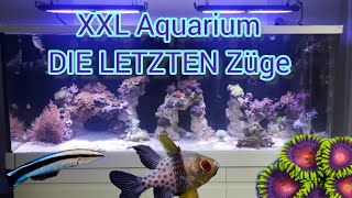 XXL Meerwasseraquarium  DER UMZUG  Finaler RIFFAUFBAU amp NEUE KORALLEN und FISCHE [upl. by Tadeo]