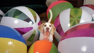 Beach Ball Birthday Surprise for Cute Dog Maymo [upl. by Prue269]