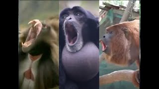 Monkey Symphony An Incredible Compilation of Screaming Primates and Monkeys [upl. by Goodden156]